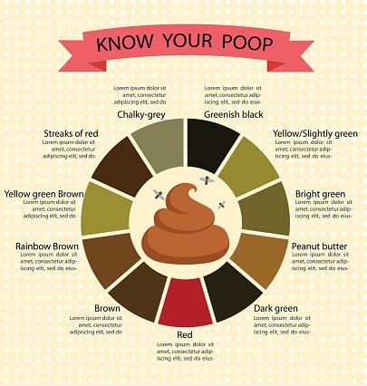 Adult Human Poop Chart Stool Color