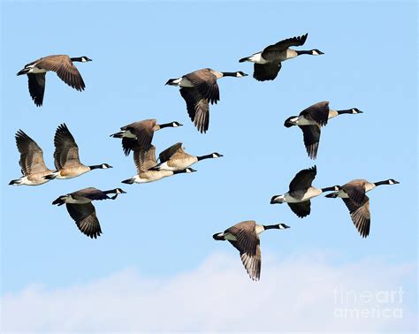 Canadian Goose Migration Photograph by Dennis Hammer