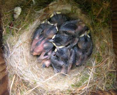 Carolina Chickadee eggs and nests young photographs