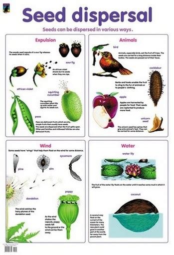 Seed Dispersal - Maggie's Science Connection