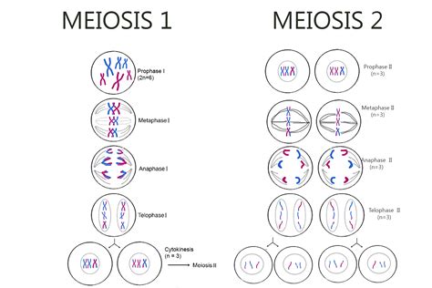 How To Draw Meiosis - Walkemploy23