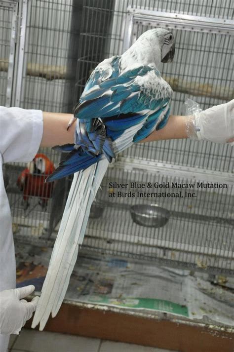 natural mutation in a blue and gold macaw. Just gorgeous