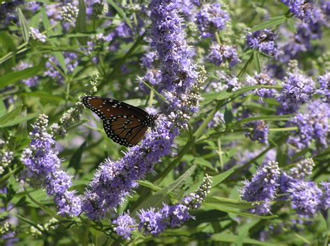 Vitex agnus-castus | High Plains Gardening