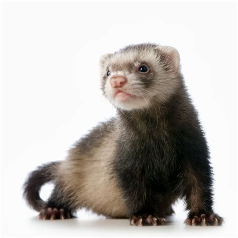 Ferret Animals | Interesting Facts & Latest Pictures | All Wildlife ...