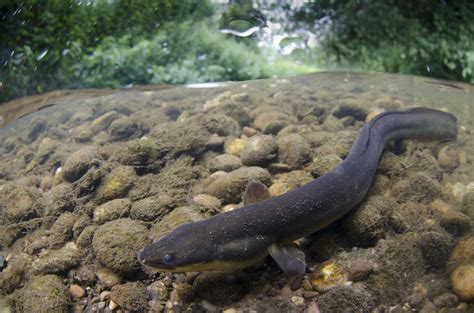 Vote for your favourite National Fish - Freshwater Habitats ...