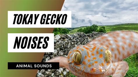 The Animal Sounds: Tokay Gecko , Noises / Sound Effect / Animation ...