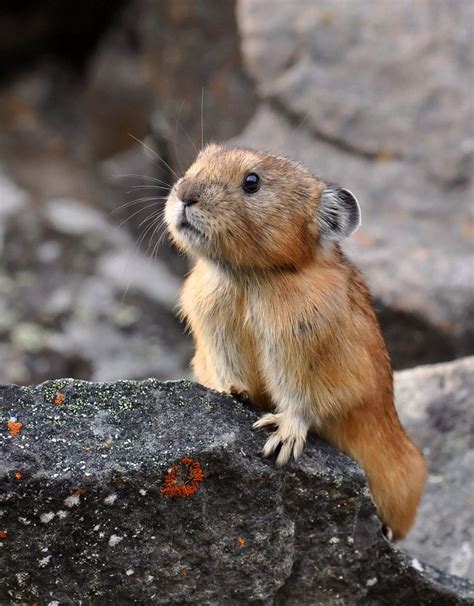 NORTHERN PIKA (Ochotona hyperborea) Cute Creatures, Beautiful Creatures ...