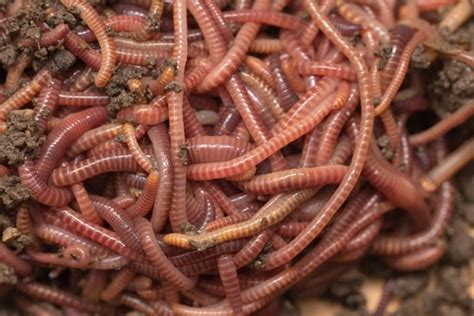 Red Wiggler Composting Worms: Everything You Need to Know