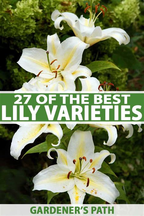 27 of the Best Lily Varieties | Gardener’s Path