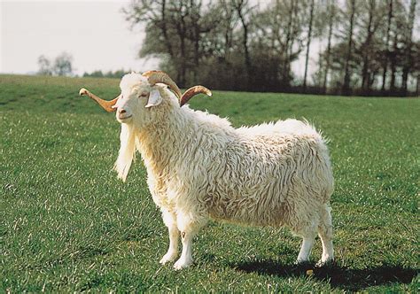 Angora goat | Fiber Production, Cashmere & Mohair | Britannica