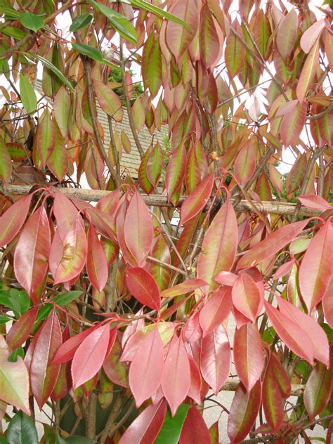 What can we do with this Photinia hedge? — BBC Gardeners' World Magazine