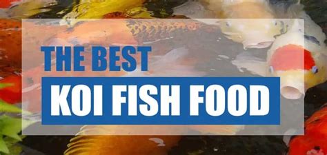 Best Koi Food 2018 (Nutrition Analysis & Reviews) - Pond Informer