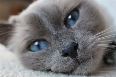 Free photo: Birman, Blue Eyes, Cat, Close-Up - Free Image on Pixabay ...