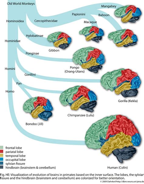 development and evolution at Structural Brain Mapping Group | Primates ...