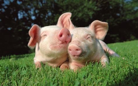 Pigs Wallpapers - Top Free Pigs Backgrounds - WallpaperAccess