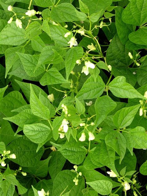 Bean plant stock photo. Image of farming, diet, blossom - 193232