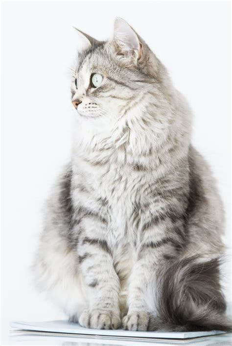 Beauty Silver Cat of Siberian Breed on a Copybook Stock Image - Image ...