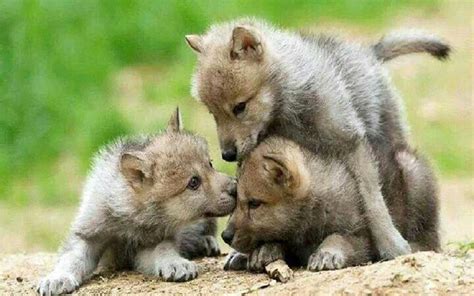 302 best images about Wolf puppy on Pinterest | Wolves, A wolf and ...