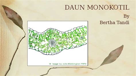 Gambar Struktur Daun Monokotil – pulp