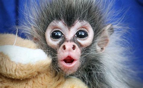 shocked-baby-monkey | Baby Animal Zoo