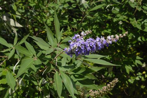 Vitex agnus-castus (Chasteberry, Chastetree, Chaste Tree, Lilac ...