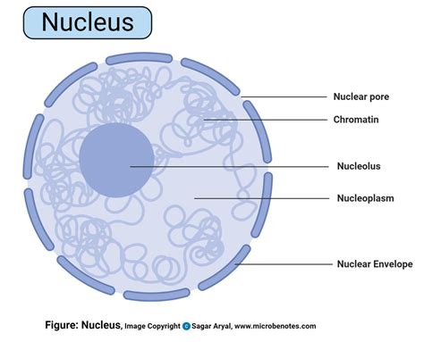 Nucleus: Definition, Structure, Parts, Functions, Diagram