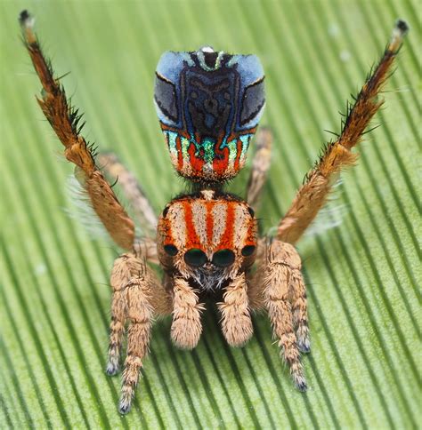 Seven new species of Peacock Spider discovered by Museums Victoria's ...