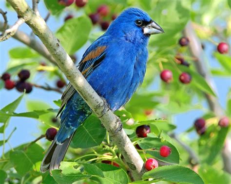 Get to Know and Attract Blue Grosbeaks