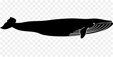 Blue whale Silhouette Clip art - Whale Silhouette png download - 800* ...