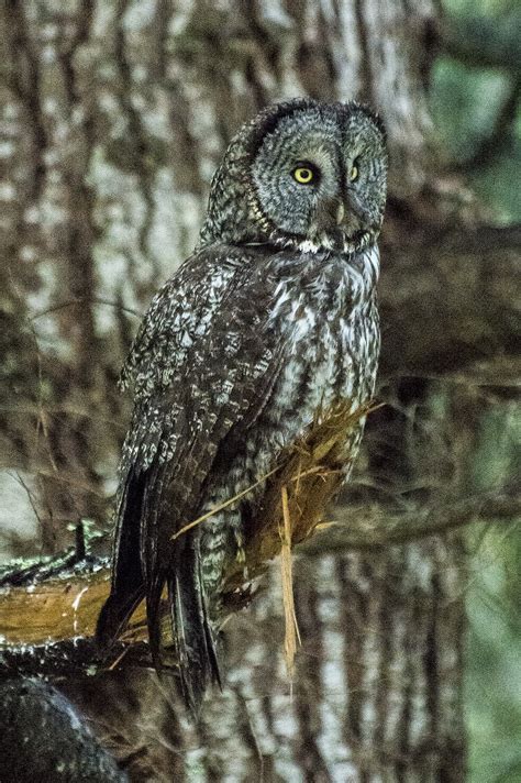 Return of the Great Gray Owl | News Blog