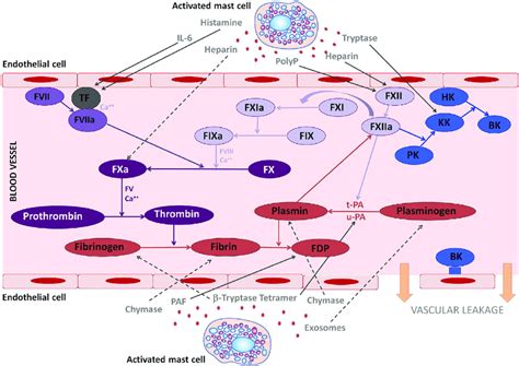 | The involvement of mast cell mediators in the coagulation and ...