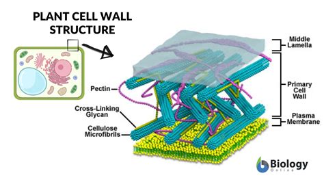 Fungal Cell Wall Diagram