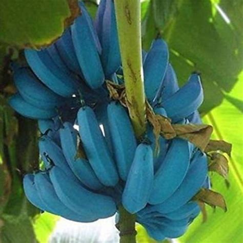 Blue java banana - aponiche