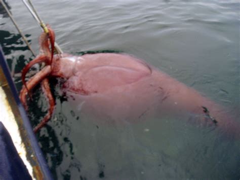 Watch: Scientists dissect an incredibly rare colossal squid on camera - Vox