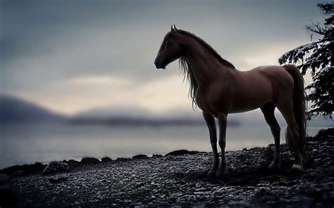 Mystic Horse HD Wallpaper