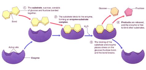 Enzymes + Metabolism, complete set Diagram | Quizlet