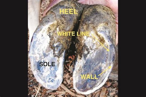 Understanding the cow's foot | Farm Online | ACT