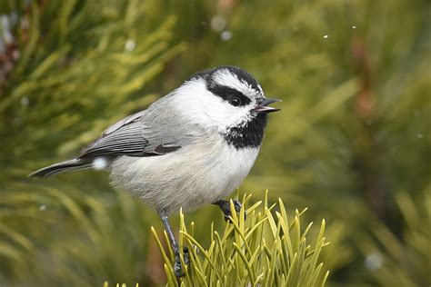 Mountain Chickadee Images - canvas-domain