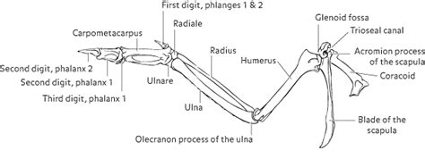 Wing anatomy | Wing anatomy, Anatomy, Anatomy images