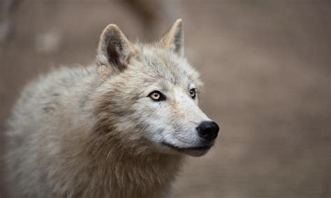 Arctic Wolf | Species | WWF