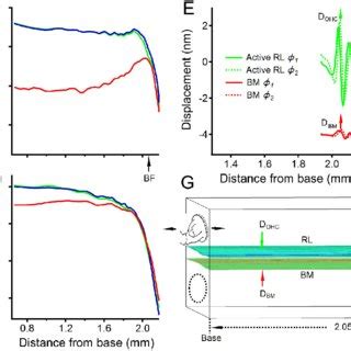 Longitudinal patterns of reticular lamina and basilar membrane ...