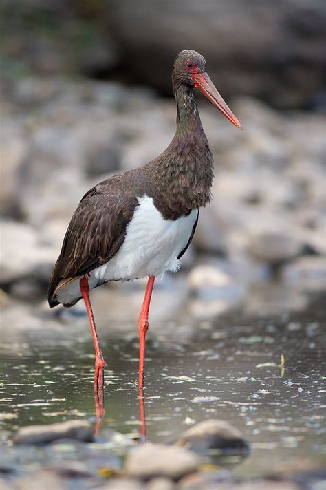 BLACK STORK – STORKS IN MOTION