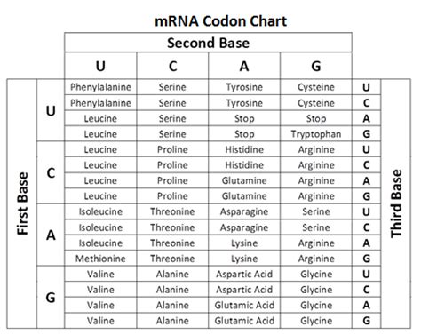 Mrna Codon Chart | amulette