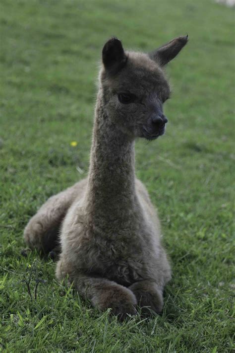 Alpaca babies (cria) - Alpaca Walking - Spring Farm Alpacas