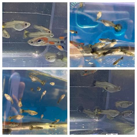 How to Breed Guppies Like Crazy! (Part 1) - HubPages