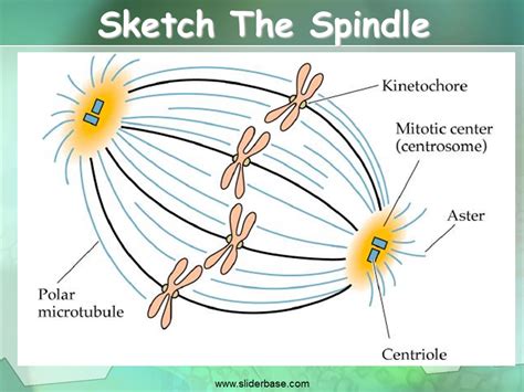 Centrioles And Spindle Fibers / Mitosis - Chromosomes appear as ...