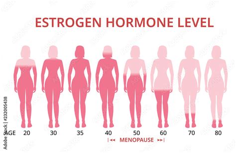 Estrogen hormone levels chart, menopause, vector Stock Vector | Adobe Stock