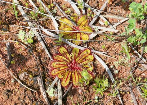 Australian Carnivorous Plants - Droseraceae