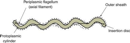 The spirochaetes | Veterian Key