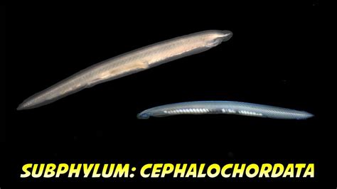 Cephalochordata General Characteristics, Classification and Examples ...